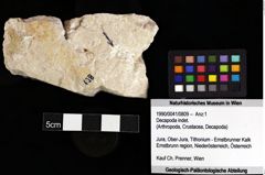 Foto (Objket + Etiketten) von Decapoda indet. 